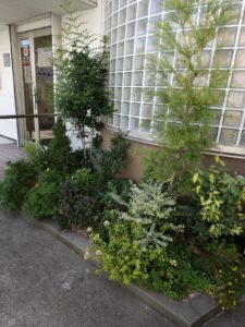 今日も花壇はにぎやかです