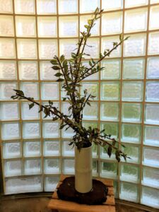 待合室のお花│今週の生け花をご紹介します